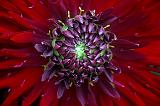Dark Red Flower_51437